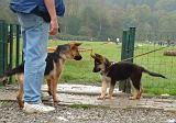 RENCONTRE ENTRE CHIENS 170